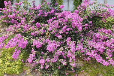 Begonvil İtalya'nın mor çiçekler.