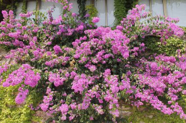 Begonvil İtalya'nın mor çiçekler.