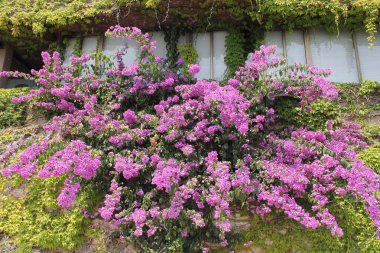 Begonvil İtalya'nın mor çiçekler.