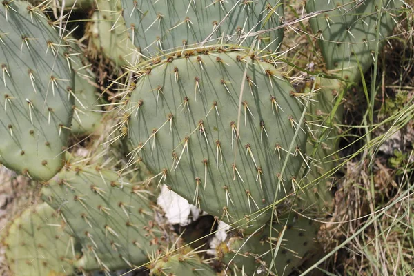 Fruits Opuntia Ficus Indica Species Cactus Big Plant Opuntia Ficus — Stock Photo, Image