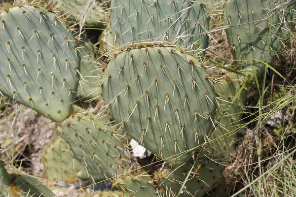 Opuntia Ficus Indica Kaktusz Opuntia Ficus Indica Nagy Növény Faj — Stock Fotó