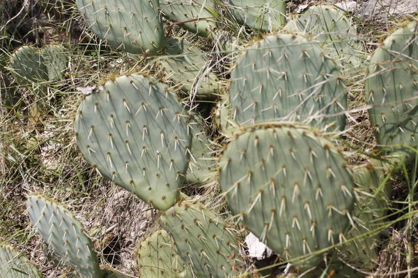 Opuntia Ficus Indica Kaktusz Opuntia Ficus Indica Nagy Növény Faj — Stock Fotó