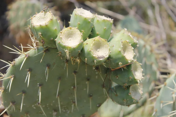 Fruits Opuntia Ficus Indica Une Espèce Cactus Grande Plante Opuntia — Photo