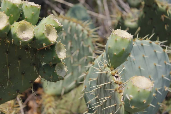 Fruits Opuntia Ficus Indica Une Espèce Cactus Grande Plante Opuntia — Photo