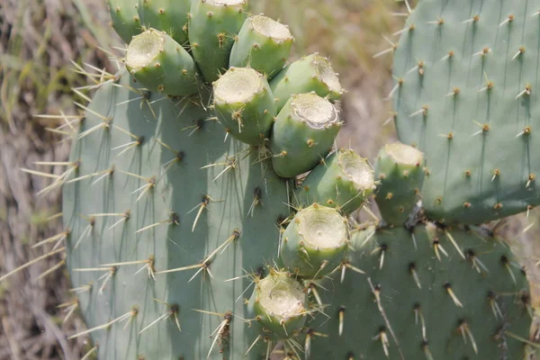 Fruits Opuntia Ficus Indica Species Cactus Big Plant Opuntia Ficus — Stock Photo, Image