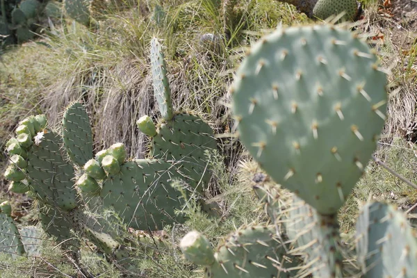 Opuntia Ficus Indica Kaktusz Opuntia Ficus Indica Nagy Növény Faj — Stock Fotó