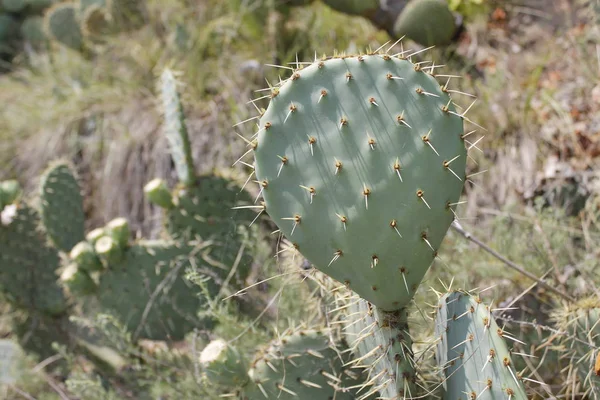 Opuntia Ficus Indica Kaktusz Opuntia Ficus Indica Nagy Növény Faj — Stock Fotó