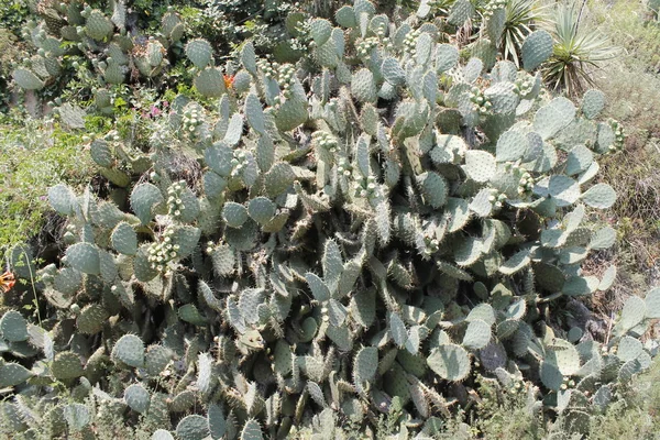 Frutos Opuntia Ficus Indica Una Especie Cactus Planta Grande Opuntia —  Fotos de Stock
