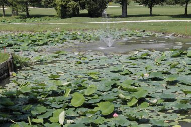 Lily su su birikintisi içinde yaprak / yeşil yaprak zambak su veya lotus gölet Bahçe yakın çekim