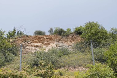 Dağlarda çıplak kayaların üzerinde büyüyen çalı 