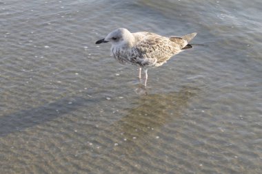martı denizin kenarında plajda kapatın