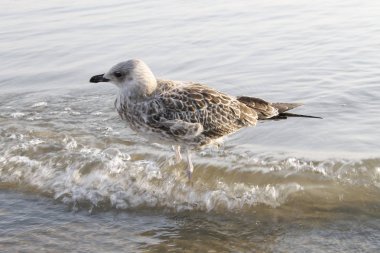 martı denizin kenarında plajda kapatın