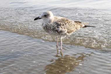 martı denizin kenarında plajda kapatın
