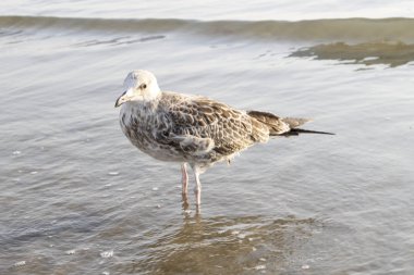 martı denizin kenarında plajda kapatın