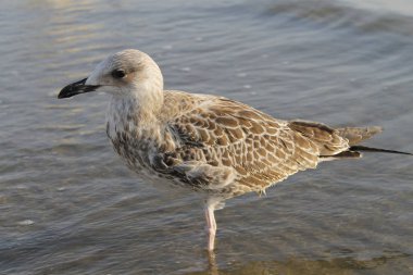 martı denizin kenarında plajda kapatın