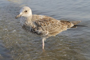 martı denizin kenarında plajda kapatın