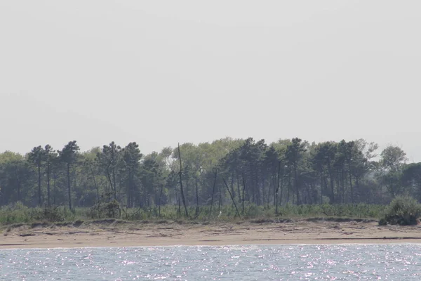 Piaszczysta Plaża Drzewami Nad Morzem Adriatyckim Rawennie Włoszech — Zdjęcie stockowe