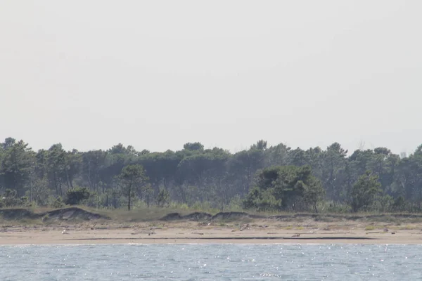 Piaszczysta Plaża Drzewami Nad Morzem Adriatyckim Rawennie Włoszech — Zdjęcie stockowe
