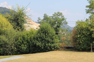 Yaz ortasında olgun ağaçlar ile sakin güzel çim.