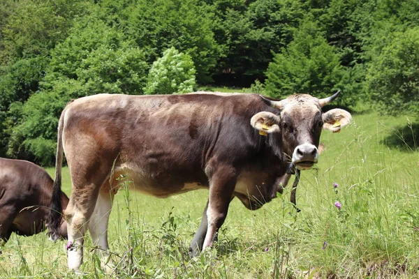 Tehén Egy Gyönyörű Tehén Egy Zöld Mezőben Vagy Legelő Milk — Stock Fotó