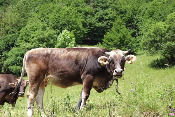 Корова Красивая Корова Зеленом Поле Пастбище Молочная Корова Снаружи Ферме — стоковое фото