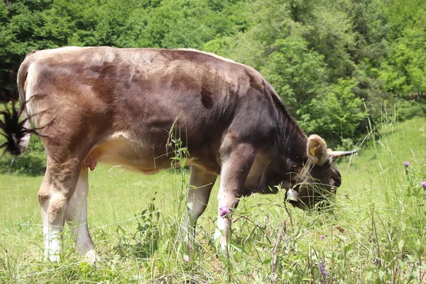 Vaca Uma Bela Vaca Campo Verde Pasto Vaca Leiteira Fora — Fotografia de Stock