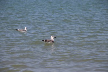 İtalya 'da Adriyatik Denizi' nde güzel bir martı
