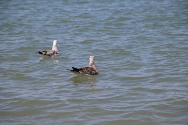 İtalya 'da Adriyatik Denizi' nde güzel bir martı