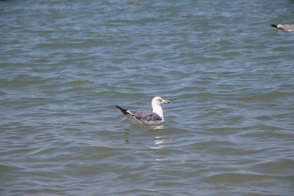 Beautiful Seagull Adriatic Sea Italy — Stock Photo, Image