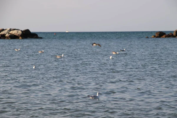 Belle Mouette Sur Mer Adriatique Italie — Photo