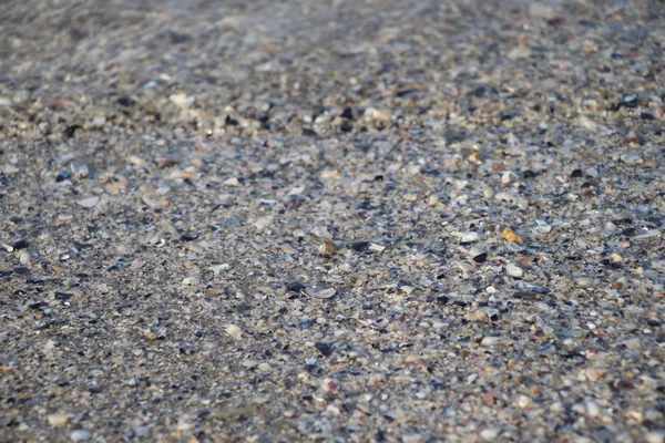 アドリア海沿岸の灰色の砂浜には様々な湿った貝殻があります貝殻の質感 ビーチの背景 旅行の背景 海の休暇観光の背景 — ストック写真