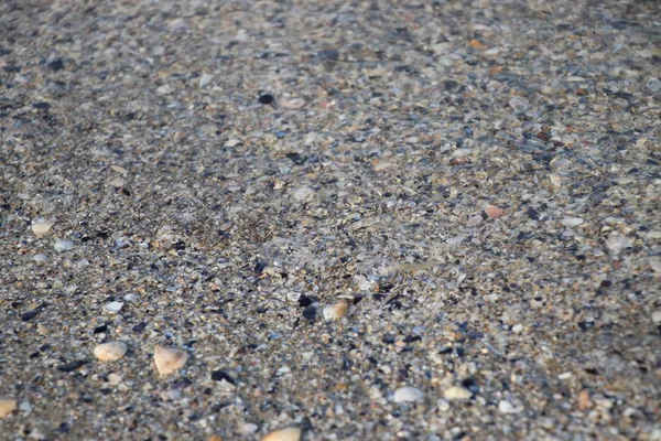 Varie Conchiglie Umide Sabbia Grigia Spiaggia Costa Mare Adriatica Conchiglie — Foto Stock