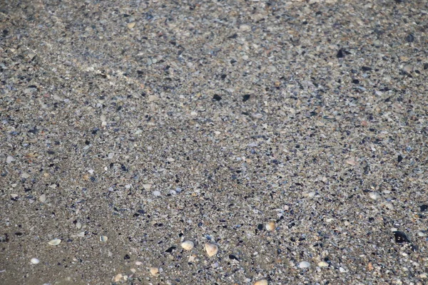 Verschiedene Nasse Muscheln Auf Dem Grauen Sand Des Strandes Der — Stockfoto