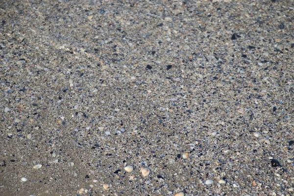 アドリア海沿岸の灰色の砂浜には様々な湿った貝殻があります貝殻の質感 ビーチの背景 旅行の背景 海の休暇観光の背景 — ストック写真