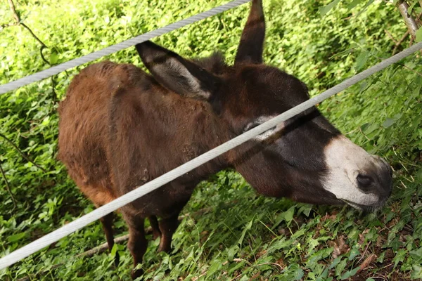 Donkey Grazing Farm — Stock Photo, Image