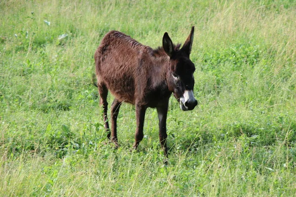 Donkey Grazing Farm — Stock Photo, Image