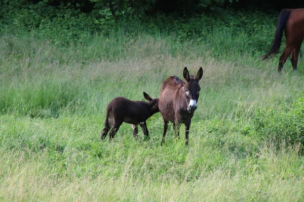 Osel Pasoucí Farmě Itálii — Stock fotografie