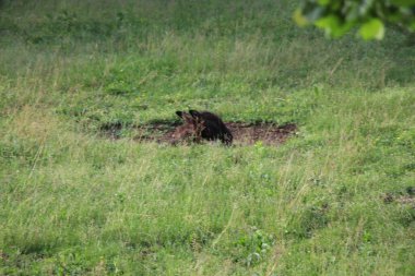 Eşek İtalya 'da bir çiftlikte otluyor.