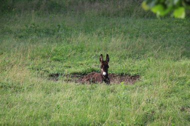 Eşek İtalya 'da bir çiftlikte otluyor.