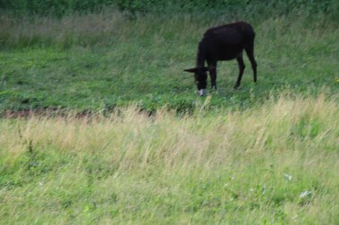 Eşek İtalya 'da bir çiftlikte otluyor.