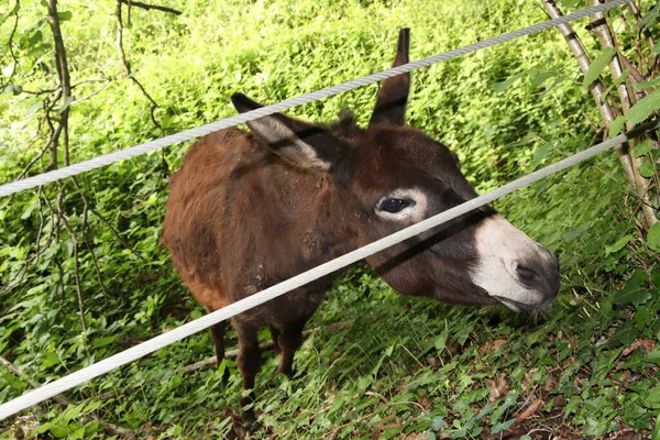 Donkey Grazing Farm Italy — Stock Photo, Image