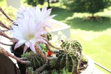 Kaktüs çiçeği açar. Güzel beyaz çiçek kaktüsü