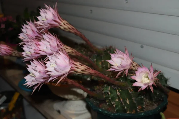 Fleur Cactus Fleurit Belle Fleur Blanche Cactus — Photo