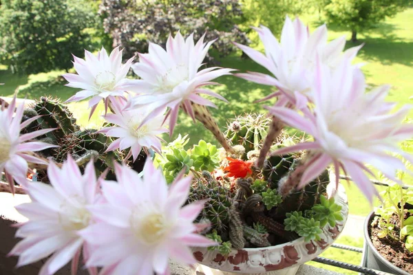 Cactus Flower Blooms Beautiful White Flower Cactus — Stock Photo, Image