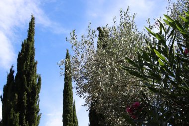 İtalya 'da Garda Gölü kıyısındaki zeytin koruluğu manzarası