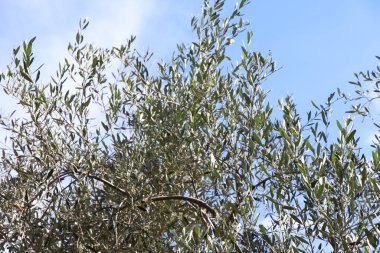 İtalya 'da Garda Gölü kıyısındaki zeytin koruluğu manzarası