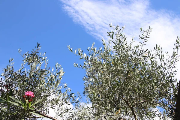 Uitzicht Olijfgaard Aan Oever Van Het Gardameer Italië — Stockfoto