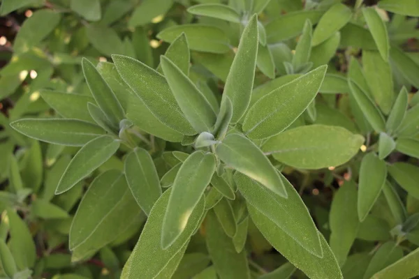 Salbei Salvia Officinalis Eine Heilpflanze Die Auch Als Heilkraut Bezeichnet — Stockfoto