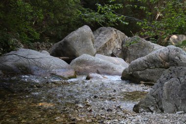 Ormandaki gür çalılıkların arasında güzel dağ dereleri çağlayan manzara manzarası. Küçük nehri olan Idyllic yeşil manzarası 
