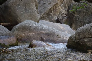 Ormandaki gür çalılıkların arasında güzel dağ dereleri çağlayan manzara manzarası. Küçük nehri olan Idyllic yeşil manzarası 